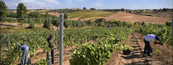 Vineyard Haven: Portugal's Finest Retreat n the heart of Ribatejo